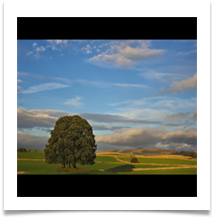 Malham Dale Copse - Chris Beesley